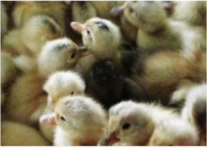 FAO Viet Nam World Poultry Foundation