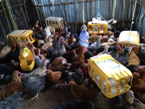 Prisca John's Poultry Flock